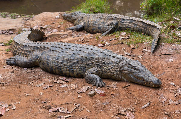 Madagascar Crocodile, Crocodylus niloticus Stock photo © artush