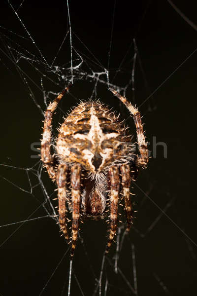 Darwin's bark spider (Caerostris darwini) Madagascar Stock photo © artush