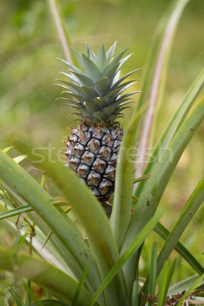 Ananas tropische vruchten tuin Madagascar ruw dorp Stockfoto © artush