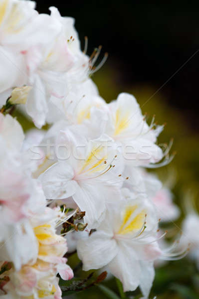 Flowering flower azalea, rhododendron in spring garden Stock photo © artush