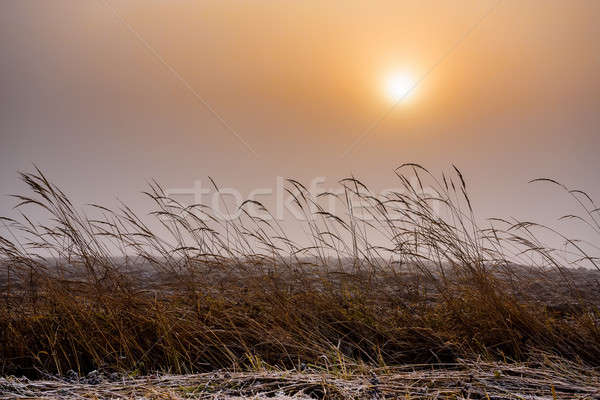 Misty mattina sunrise erba freddo caldo Foto d'archivio © artush