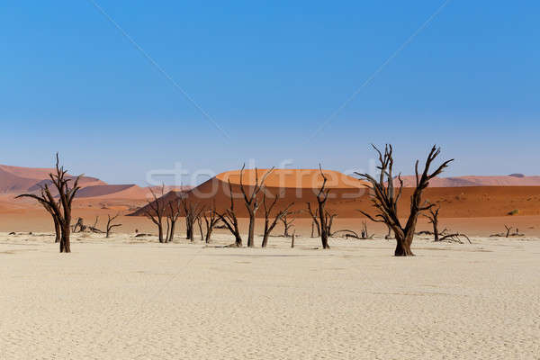 Sossusvlei beautiful landscape of death valley Stock photo © artush