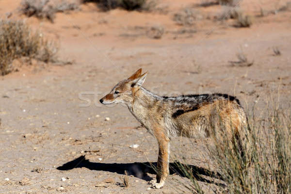 black-backed jackal (Canis mesomelas) Stock photo © artush