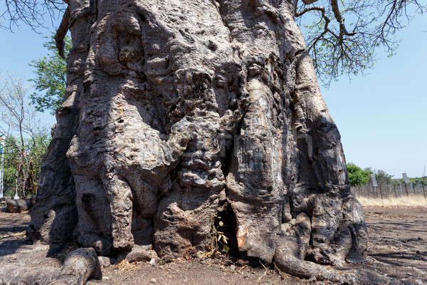 Majestueus boom oude natuur landschap zomer Stockfoto © artush