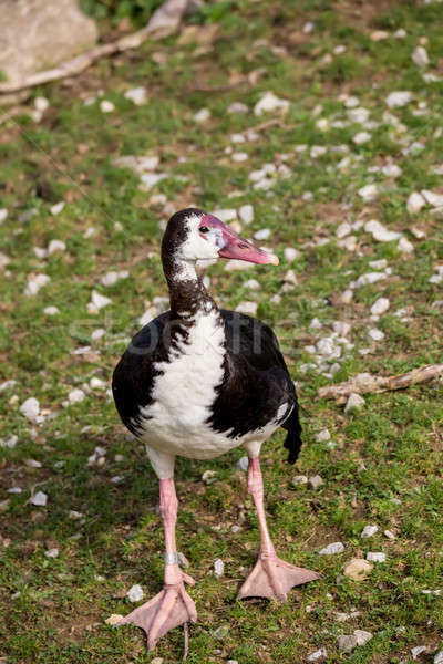 Spur-winged Goose, Plectropterus gambensis Stock photo © artush