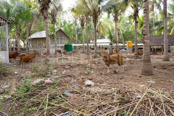 Stockfoto: Traditioneel · huiselijk · vee · Indonesië · bali · landelijke · scène