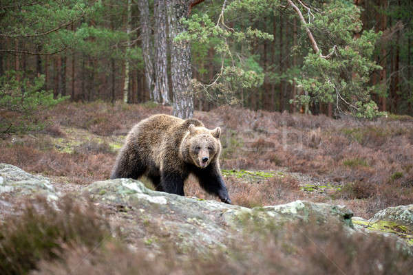Braunbär Winter Wald groß weiblichen Europa Stock foto © artush