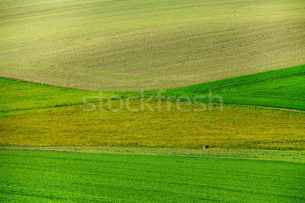 Beautiful green spring rural landscape Stock photo © artush