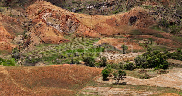 Malagasy farm with terraced fields Stock photo © artush