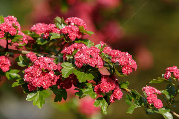 Flowers pink hawthorn. Tree pink hawthorn Stock photo © artush