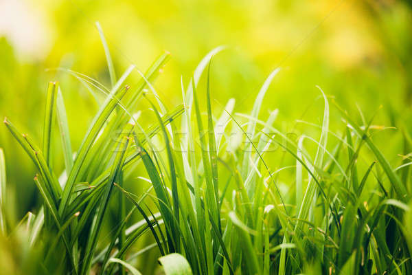 Frischen grünen Gras Anlage Frühling Garten natürlichen Stock foto © artush