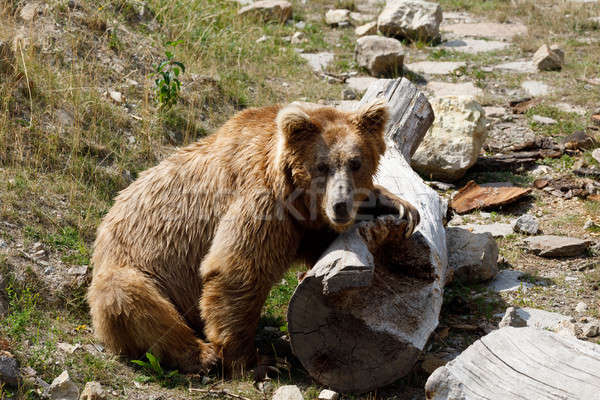 Himalayan brown bear (Ursus arctos isabellinus) Stock photo © artush