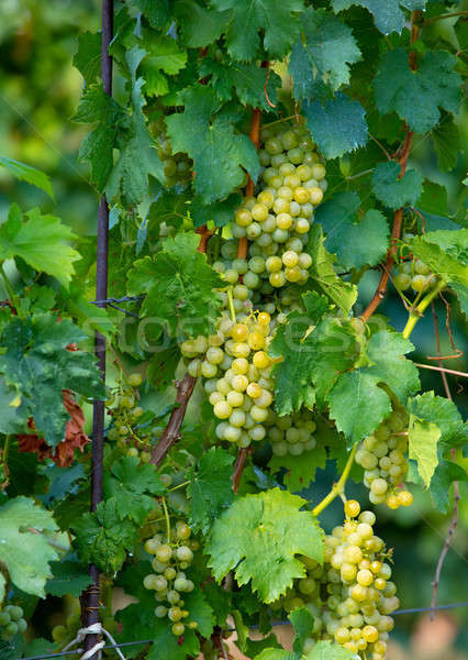 grape wine on Palava Vineyards, Czech Republic Stock photo © artush