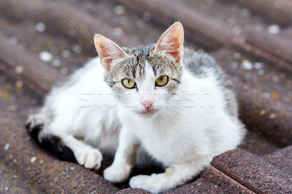 Stock photo: close up front view of cat on tile roof 