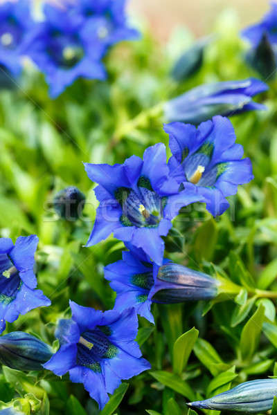 Trumpet gentiana blue spring flower in garden Stock photo © artush