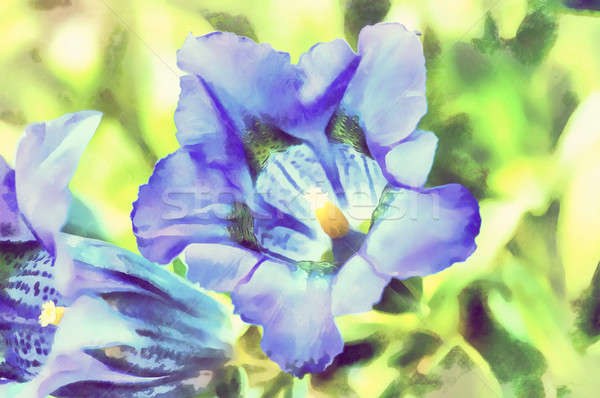watercolor illustration of trumpet gentiana blue spring flower Stock photo © artush