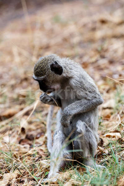 Vervet monkey, Chlorocebus pygerythrus Stock photo © artush