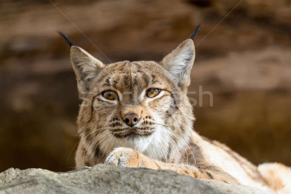 Lynx Portrait during the autumn Stock photo © artush