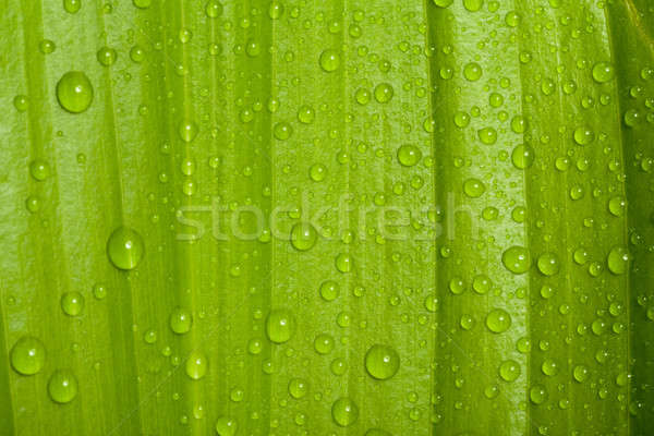 Gocce d'acqua verde impianto foglia macro naturale Foto d'archivio © artush
