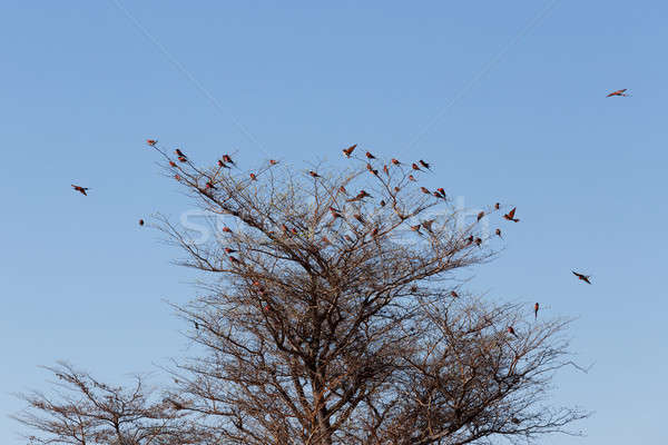 large nesting colony of Nothern Carmine Bee-eater Stock photo © artush