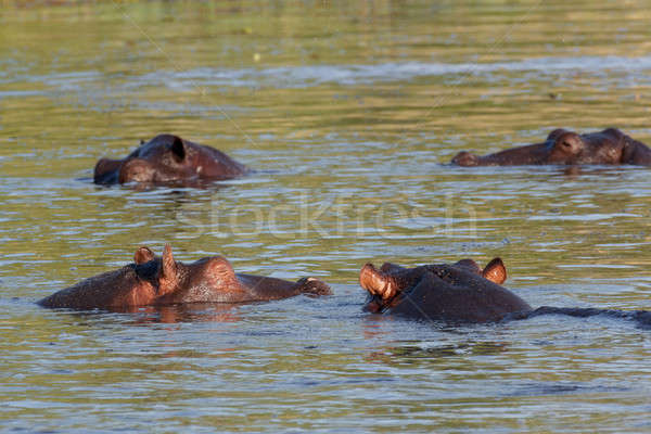Hippo Hippopotamus Hippopotamus Stock photo © artush