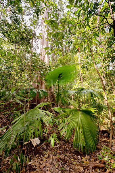 palm leaf in Tangkoko National Park Stock photo © artush