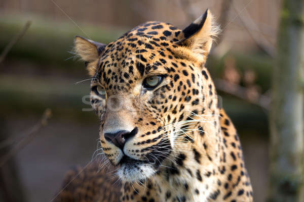 portrait of Persian leopard Stock photo © artush