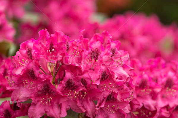 Rózsaszín kicsi örökzöld levelek piros tavasz Stock fotó © artush