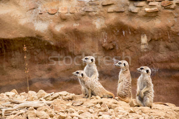 Stock photo: family of meerkat or suricate