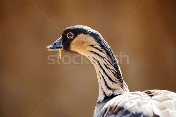 Hawaiian goose (Branta sandvicensis) Stock photo © artush