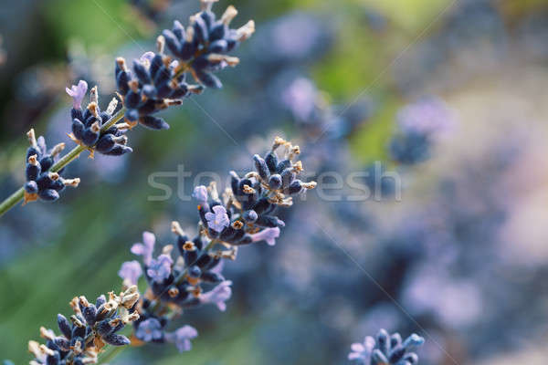 summer lavender flowering in garden Stock photo © artush