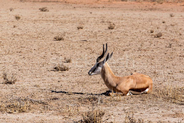 Springbok Antidorcas marsupialis Stock photo © artush