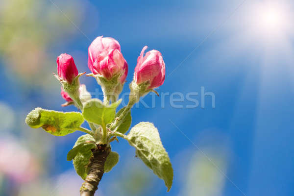 Mela bud primavera albero poco profondo focus Foto d'archivio © artush