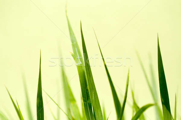 photo of nice grass for background Stock photo © artush
