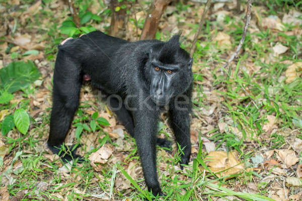 Stock photo: portrait of Celebes crested macaque, Sulawesi, Indonesia