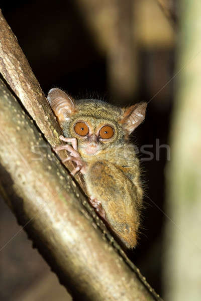 Park zeldzaam Indonesië primaat bos ogen Stockfoto © artush
