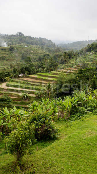 Stock photo: Rice terraced paddy fields in central Bali, Indonesia