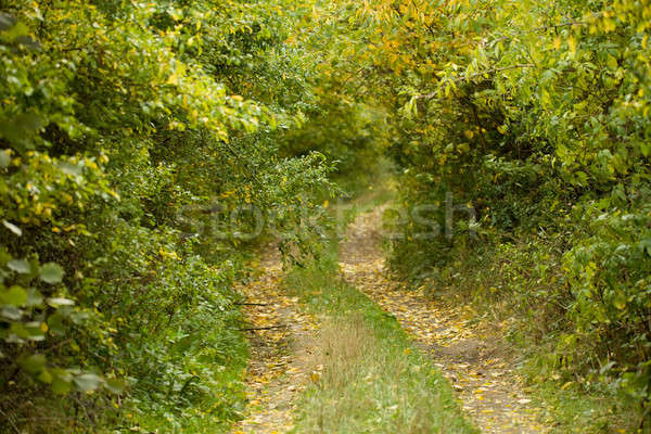 田舎道 豊富な 落葉性の 森林 天気 秋 ストックフォト © artush