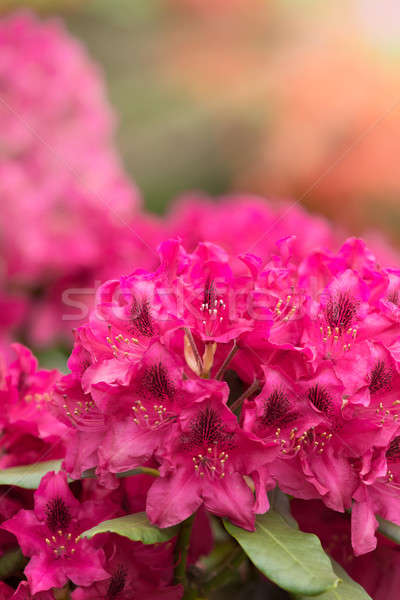 Rose faible evergreen laisse rouge printemps [[stock_photo]] © artush