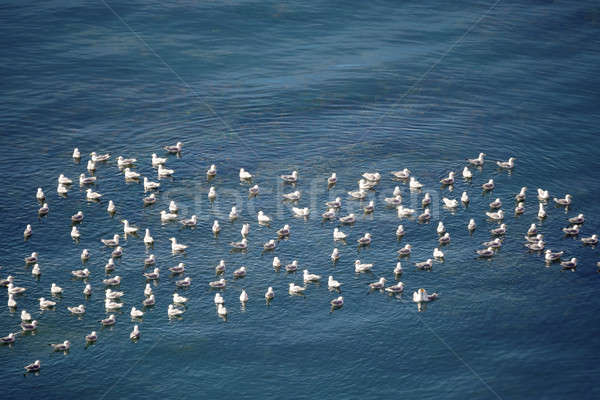 Stock photo: flock of European Herring Gulls, Larus argentatus