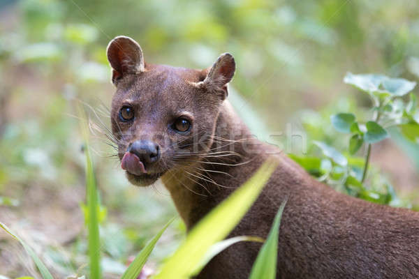 Carnivor mamifer Madagascar dietă rezerva wildlife Imagine de stoc © artush