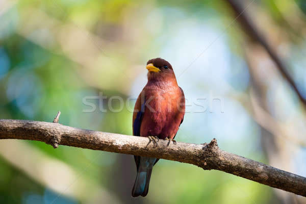 Bird Broad-billed Roller (Eurystomus glaucurus) Madagascar Stock photo © artush