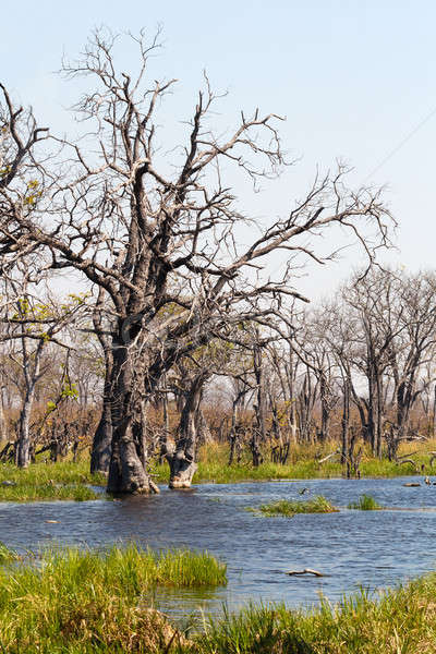 Stock photo: Moremi game reserve, Okavango delta, Botswana Africa