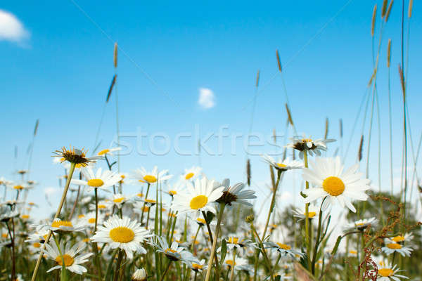white marguerite flowers Stock photo © artush