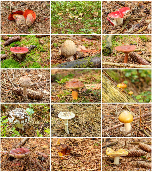 twelve summer mushrooms in one collection Stock photo © artush