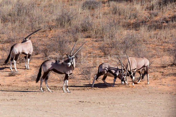 fight between two male Gemsbok, Oryx gazella Stock photo © artush