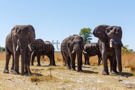 heard of african elephants Stock photo © artush