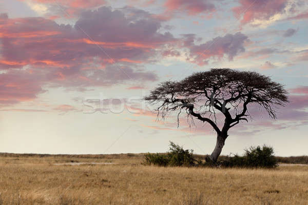 Stock fotó: Nagy · fa · nyitva · szavanna · alföld · Afrika
