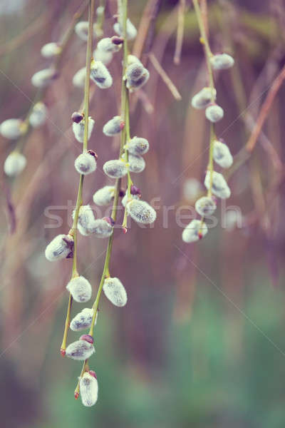 Spring natural background Stock photo © artush