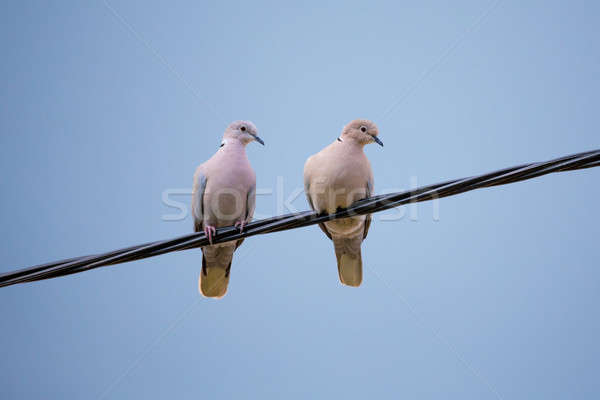 Collared Doves in love Stock photo © artush